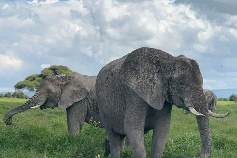 Nairobi: 3-Day honeymoon safari to Amboseli National Park Overnight Private to Amboseli National Park