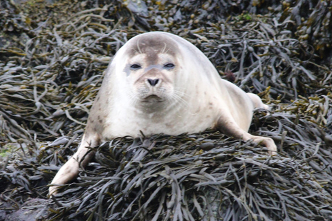 Aventura de costillas en Loch Linnhe (NUEVO para 2024)