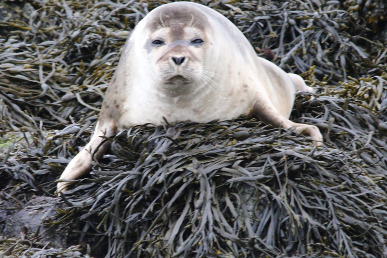 Rib Adventure In Loch Linnhe (NEW for 2024)