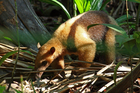 Parque Nacional del Corcovado: Dos días de selva y animales