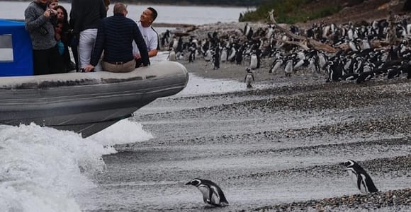 Medio día en Ushuaia: Isla Martillo, un encuentro único con pingüinos