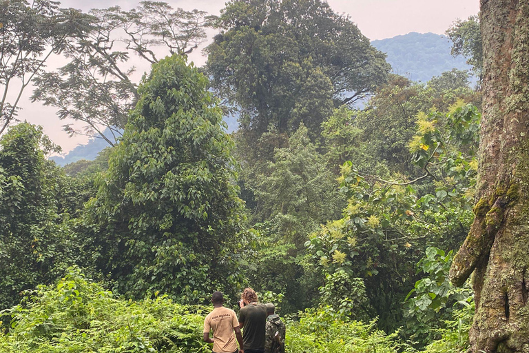 4 Days Queen Elizabeth Park Safari & Ruwenzori Mountain View