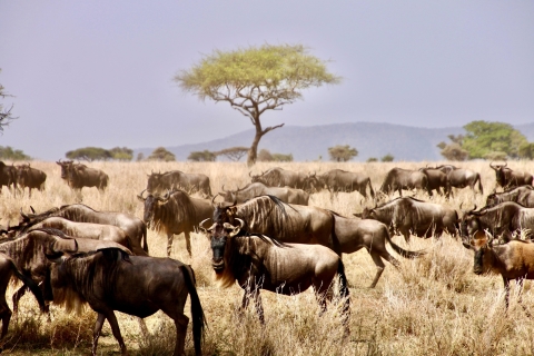 Tansanias Wildtier- und Kultur-Odyssee: 7-tägige Safari