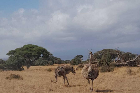 Overnight Amboseli Safari From Nairobi