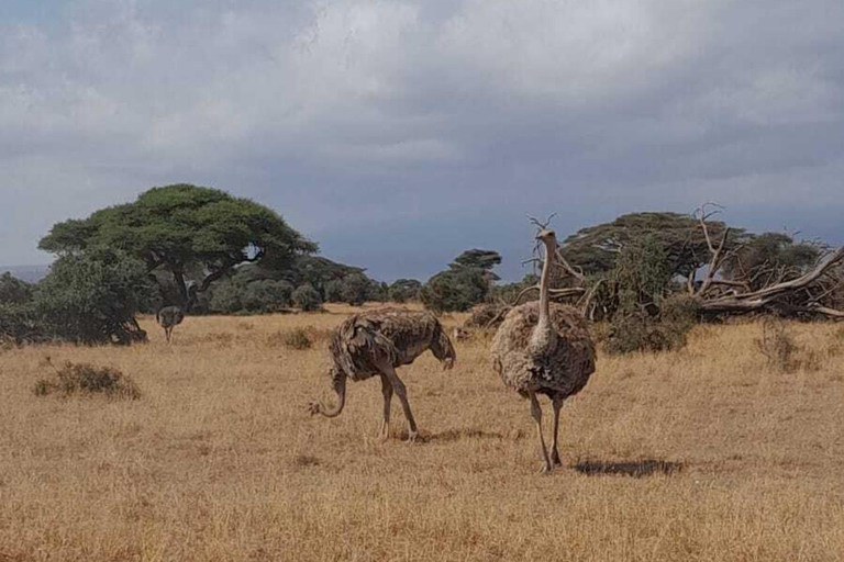 Overnight Amboseli Safari From Nairobi