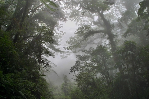 Monteverde: Monteverde Cloud Forest Canopy Adventure