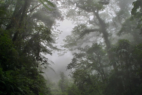 Monteverde: Aventura en el dosel del Bosque Nuboso de Monteverde