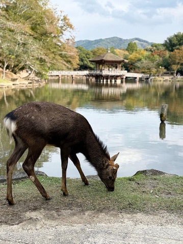 Nara Gardens and Temples Private Guided Tour with Transport