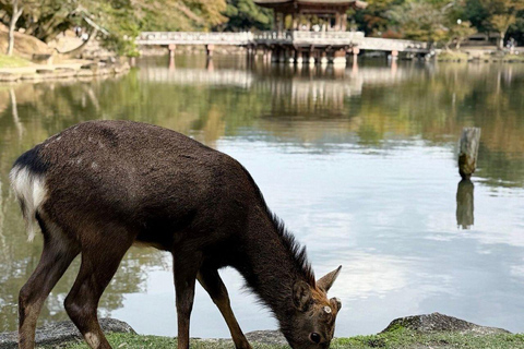 Nara Gardens and Temples Private Guided Tour with Transport