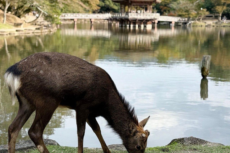 Nara Gardens and Temples Private Guided Tour with Transport