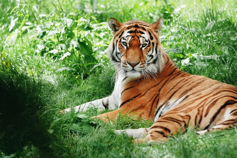 3-Day Ranthambore Tiger Safari Tour from DelhiPrivate Trip without Hotel