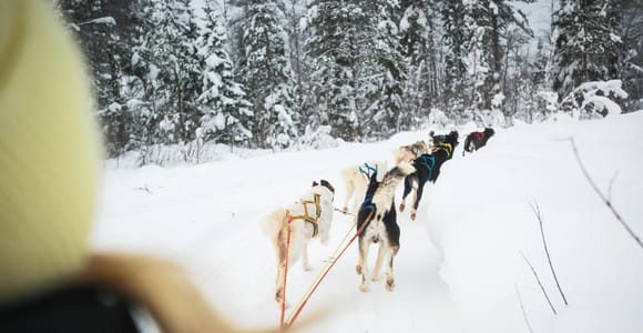 Rovaniemi: 4-5 km Self-Drive Husky Sled Through the Forest