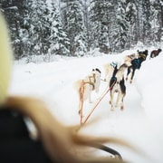 Rovaniemi: 4-5 km en trineo de huskies por el bosque