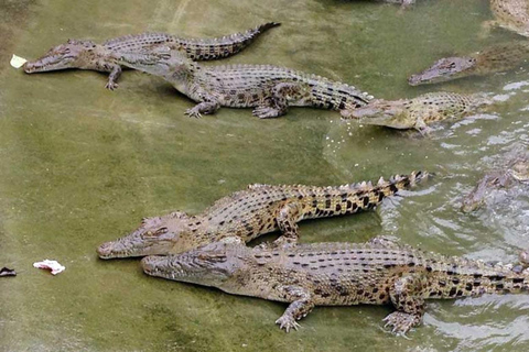 Cebú:Excursión de un día al Parque de Aventuras Safari de Cebú