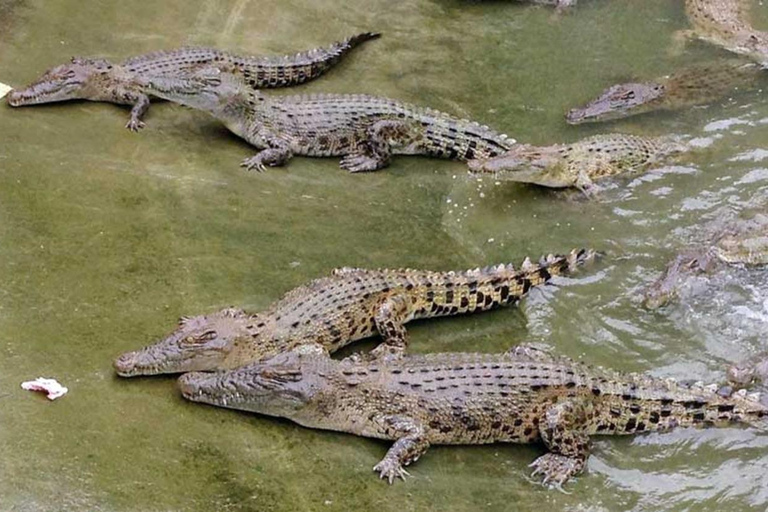 Cebú:Excursión de un día al Parque de Aventuras Safari de Cebú