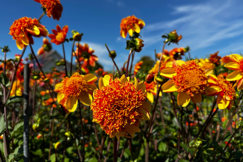 Région des bulbes : Tour cycliste des dahlias