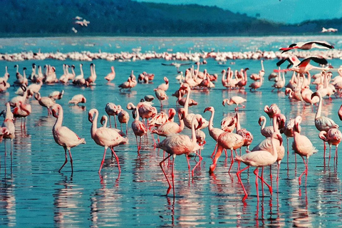 Safari de 4 días en el Parque Nacional de Masaai Mara y Lago Nakuru