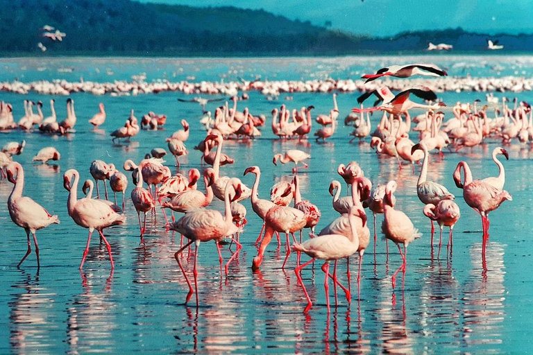 Safari de 4 días en el Parque Nacional de Masaai Mara y Lago Nakuru