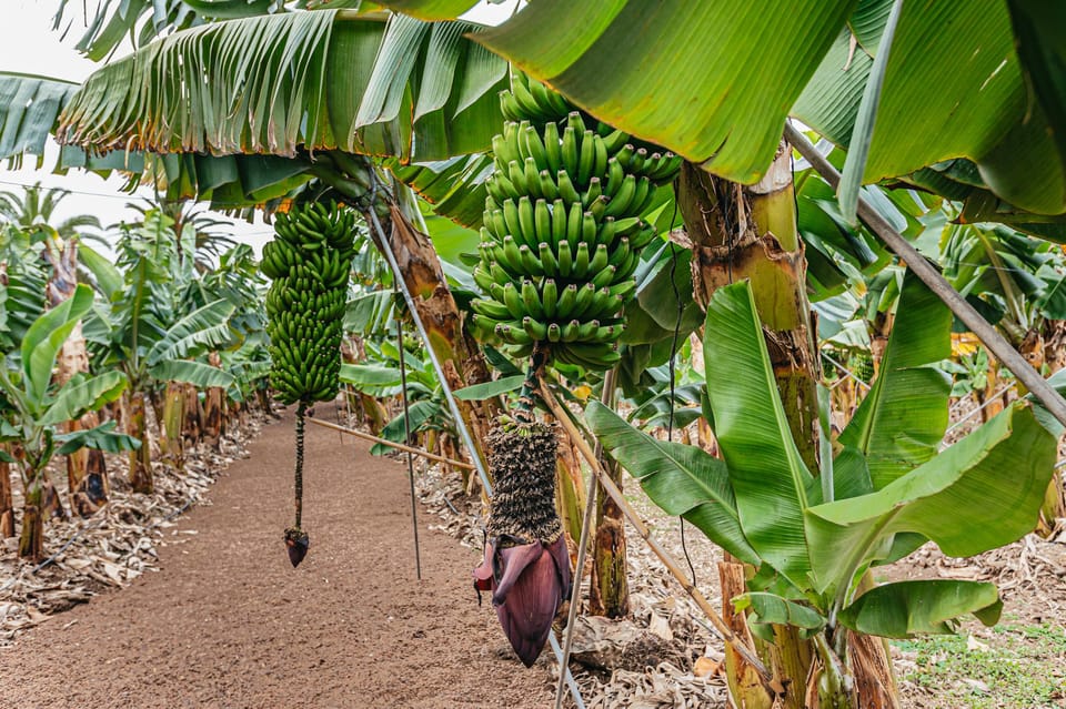 La Orotava Ecological Banana Plantation Guided Tour GetYourGuide