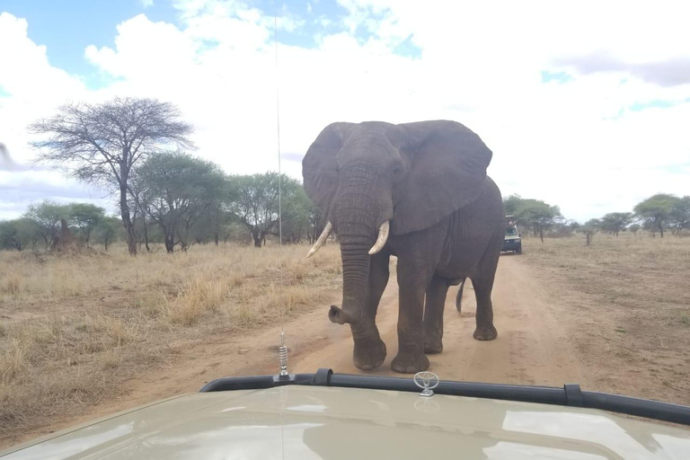 4 jours de safari en camping dans le Tarangire, le Serengeti et le Ngorongoro