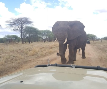 Arusha: 4 Days Safari to Tarangire, Serengeti & Ngorongoro