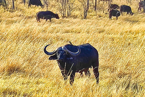 Safari Game Drive in Zambezi National Park pick up