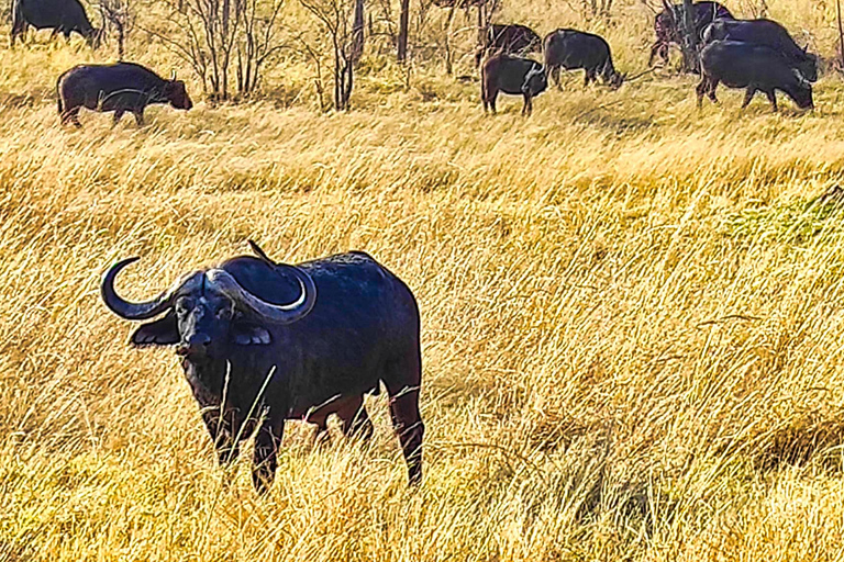 Safari Game Drive in Zambezi National Park pick up