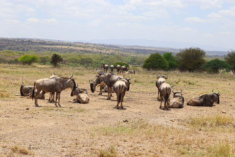 Nairobi National Park