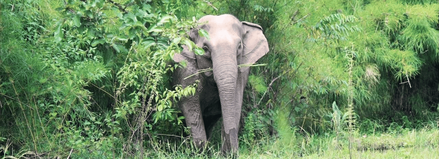 Expérience avec les éléphants à Yok Don et village de Don