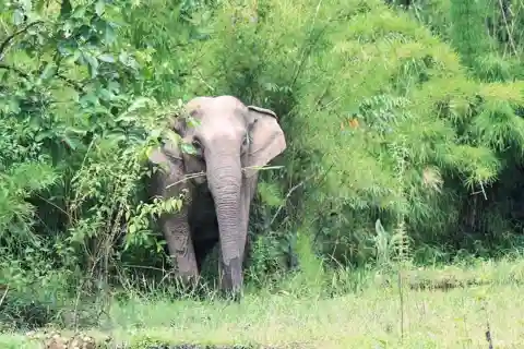 Exploring Don Village & Yok Don National Park