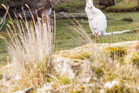 Bruny Island Day Tour: Exclusive Lighthouse and Local Food