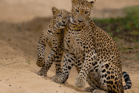 Da Ella : Yala Safari tour &amp; Drop - Tangalle / Hiriketiya12 h Safari di un giorno nel Parco Nazionale di Yala