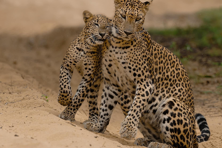 Da Ella : Yala Safari tour &amp; Drop - Tangalle / Hiriketiya12 h Safari di un giorno nel Parco Nazionale di Yala