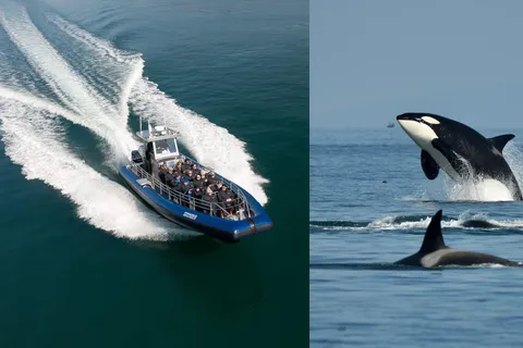 Anacortes: Whale Watching Adventure Tour - Zodiac Boat