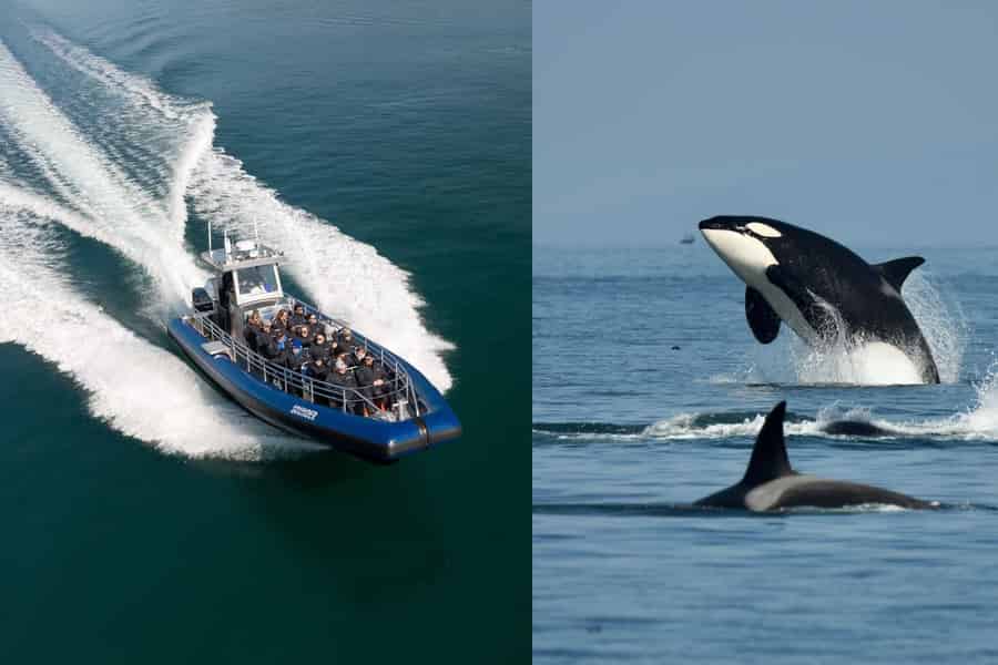 Anacortes: Whale Watching Adventure Tour. Foto: GetYourGuide
