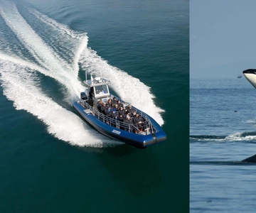 Anacortes: Whale Watching Adventure Tour Near Seattle