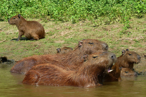 LA PAZ: WYCIECZKA 3 DNI 2 NOCE RURRENABAQUE_MADIDI SELVA