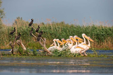 7 jours d'observation des oiseaux en ÉthiopieCircuit ornithologique de 6 jours