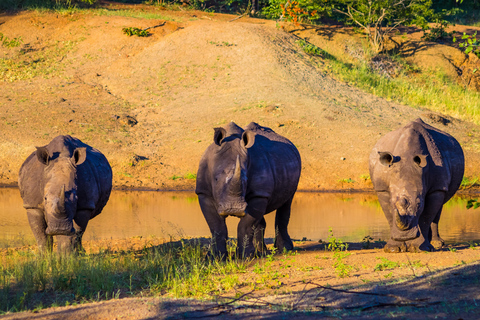 Passeio de carro com rinocerontes - Parque nacional Mosi-oa-tunya