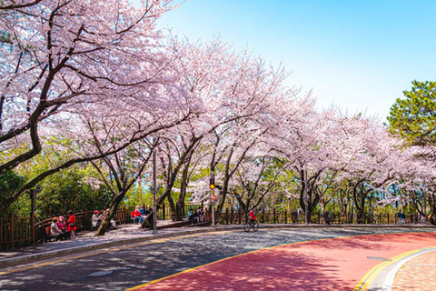 Busan: Spring Cherry Blossom & Gyeongju Highlights Day Tour