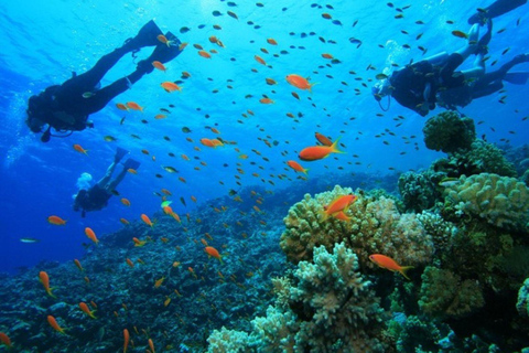 Qatar Ocean Discovery: Guided Scuba Dive & Refreshing Break