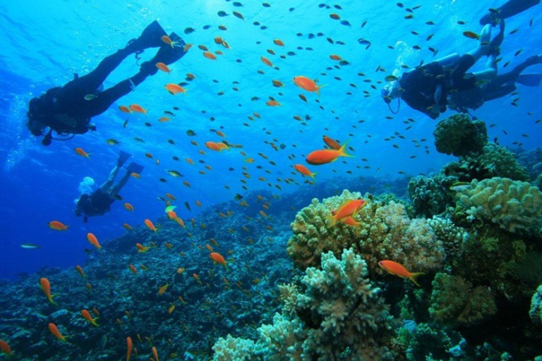 Qatar Ocean Discovery: Guided Scuba Dive & Refreshing Break