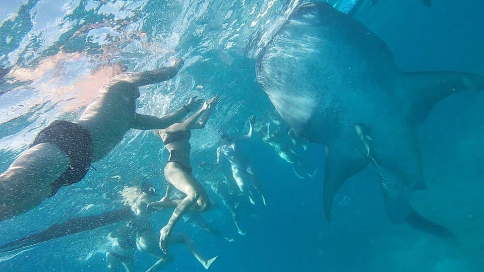 Cebu Tagestour Zum Schwimmen Im Walhai Und Schnorcheln In Moalboal