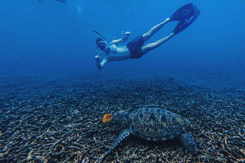 Koh Tao: Snorkel with Turtles at Nangyuan with Fewer Crowds