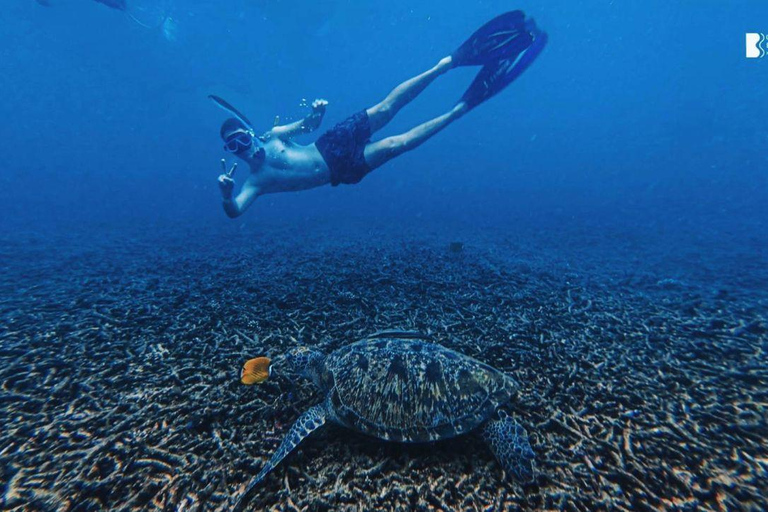 Koh Tao: Snorkel with Turtles at Nangyuan with Fewer Crowds