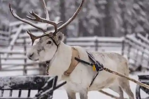 Traditionelt besøg på rensdyrfarm med en kort slædetur