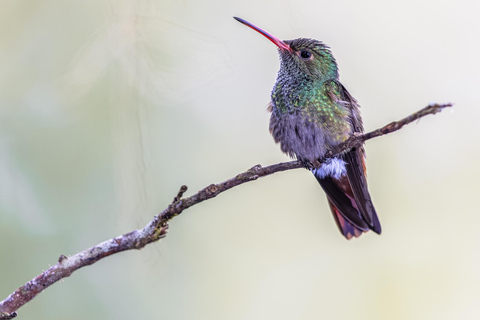 São Paulo: Monte Alegre do Sul Birdwatching Day Trip