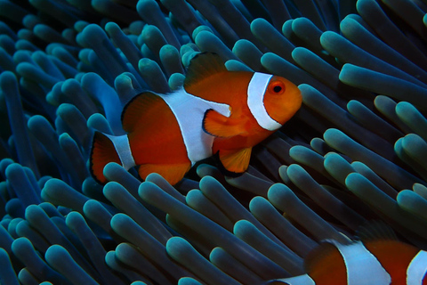 Gili Meno: Discover Scuba Diving for the first time