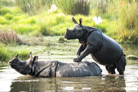 From Kathmandu to Chitwan: Jungle Safari + Meals &amp; Transport