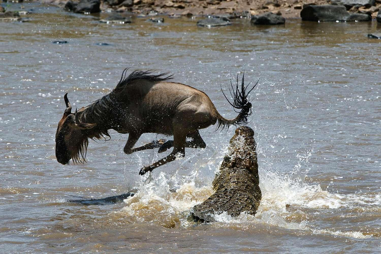 De Nairóbi a Maasai Mara: 3 dias de safári econômico em Masai MaraDe Nairóbi: 3 dias em Masai mara Participando de um safári econômico